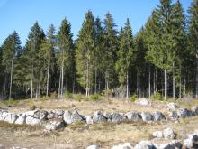 Steinkreis Blasiwald